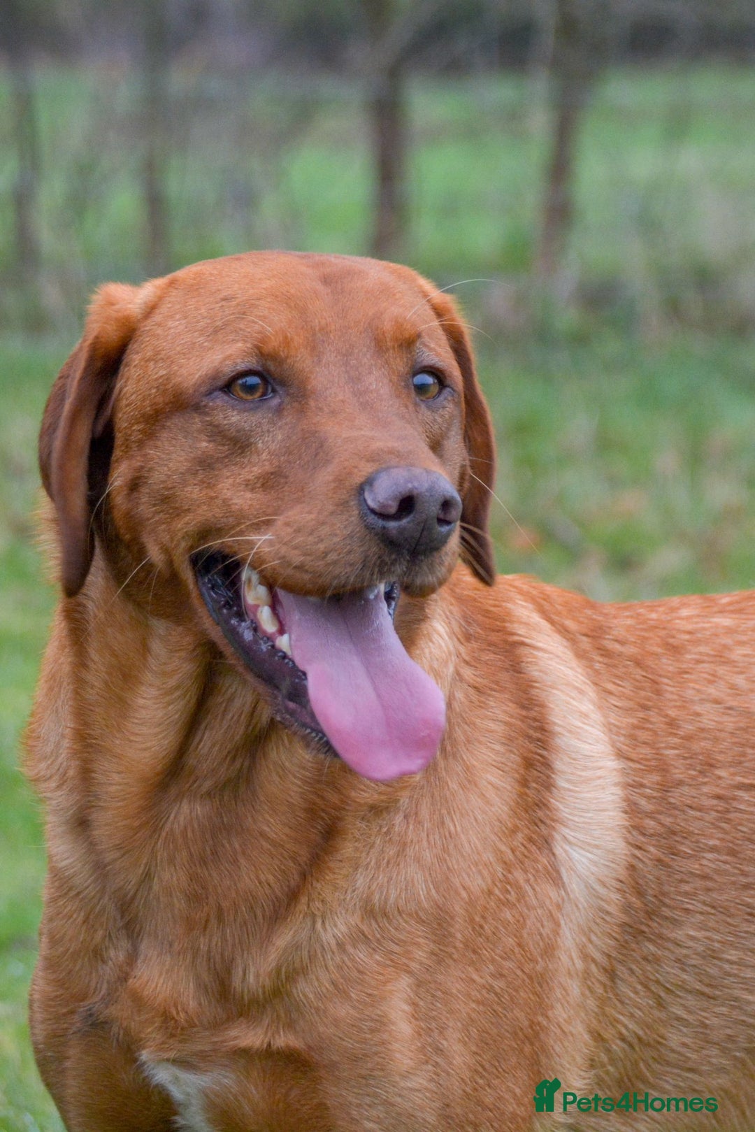 Labrador Retriever dogs for sale: Golden and fox red lab puppies ready to leave now - Image 17