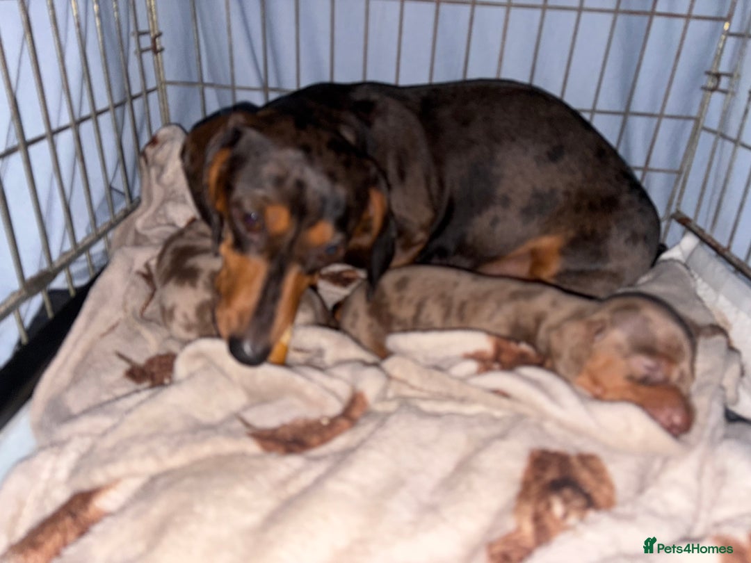 Miniature Dachshund dogs for sale: Stunning miniature dachshunds - Image 6