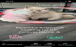 British Shorthair cats for sale: GCCF REG HEALTH TESTED KTTENS AVAILABLE 🥰 - Image 3