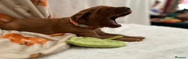 Irish Setter 2