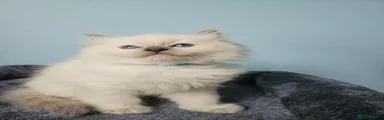 Ragdoll Kitten 4
