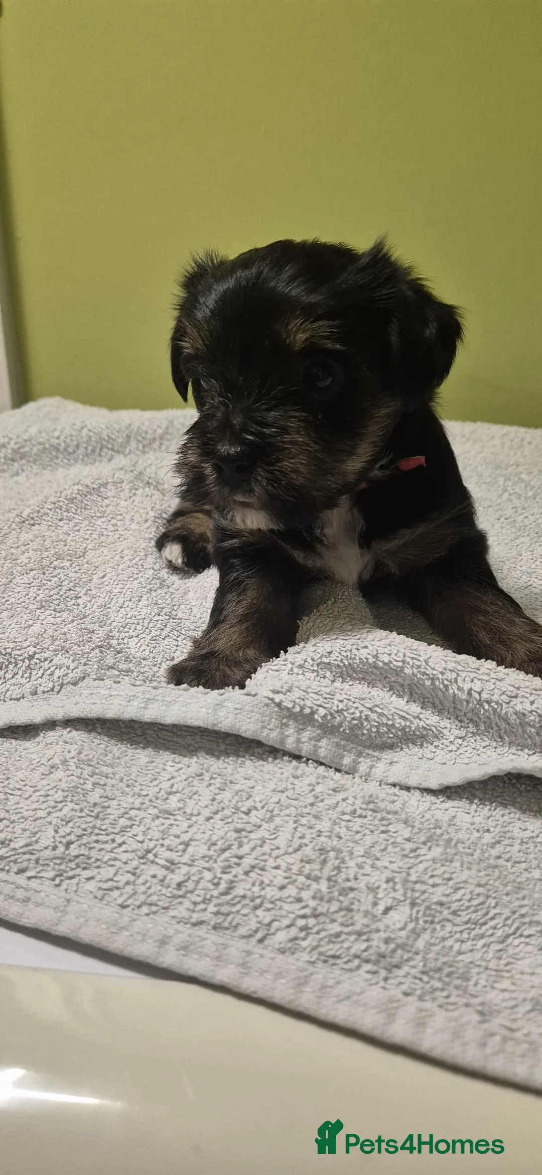 Mixed Breed dogs for sale: Yorkshire terrier mix brider - Advert 6