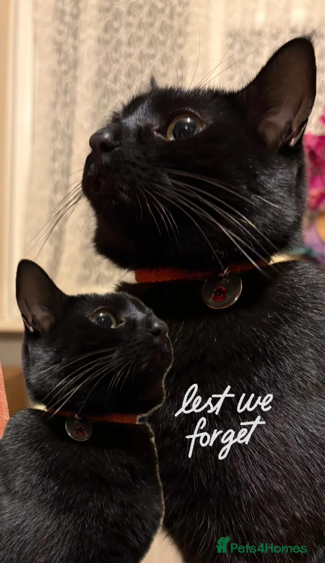 Mixed Breed cats for sale: Jiji - Black Bengal Mix - Advert 3