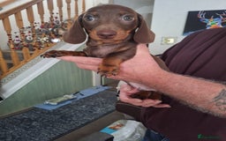 Dachshund dogs for sale: x2 Miniature Dachshund pups for sale  - Image 9