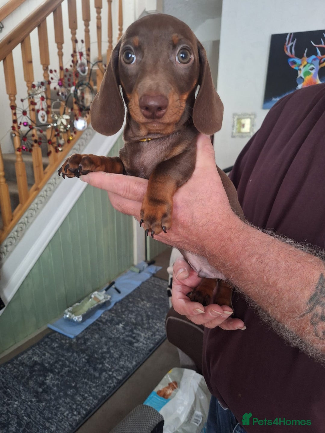 Dachshund dogs for sale: x2 Miniature Dachshund pups for sale  - Image 9