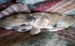 Mixed Breed dogs for sale: Lhasa Apso puppies in Kent - Image 9