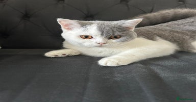 British Shorthair cats - Advert 6