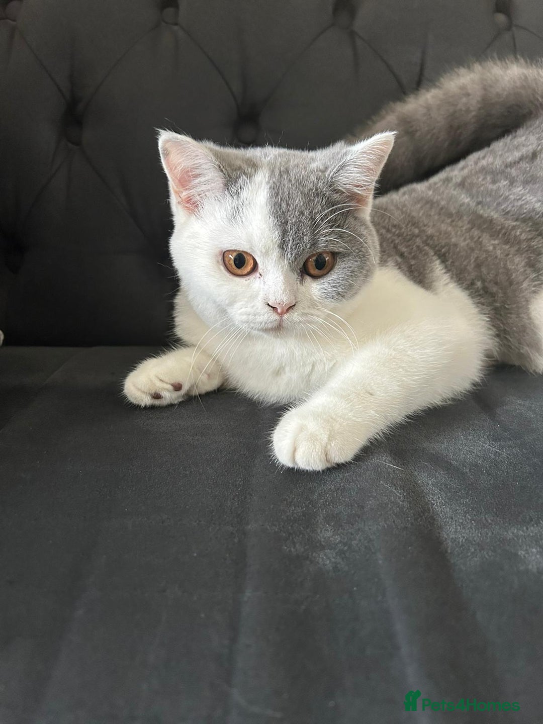 British Shorthair cats for sale: British Shorthair 6 months  - Image 3