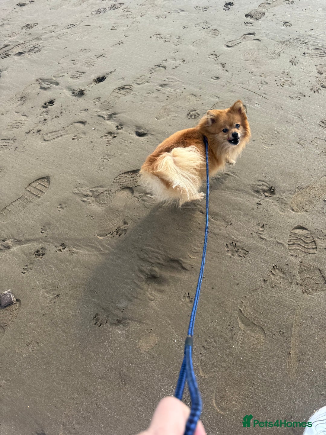 Pomeranian dogs for sale: 7 year old male pomeranian - Image 5