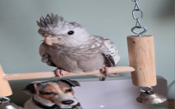 Cockatiels birds for sale: Baby cocktails hand reared and very tame ready now - Image 3