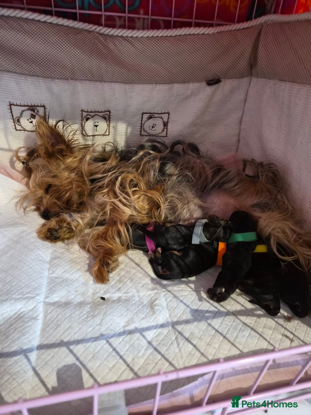 Yorkshire Terrier dogs for sale: 💝Beautiful Miniature Babies from 250g💝 - Image 35