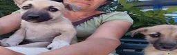 Mixed Breed dogs for adoption: 🐾💛OZZY – From Abandoned Puppy to Best Friend💛🐾 in Nottingham - Advert 11