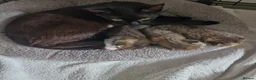 Mixed Breed cats for sale: 3 kittens - Advert 15