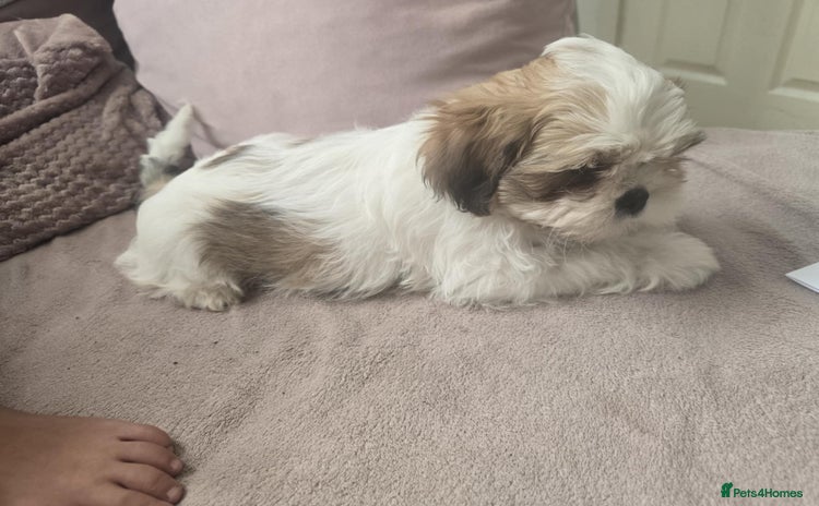 Shih Tzu dogs - Advert 17