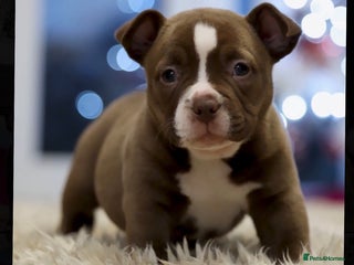 American Bully dogs American Pocket Bully - Advert 4