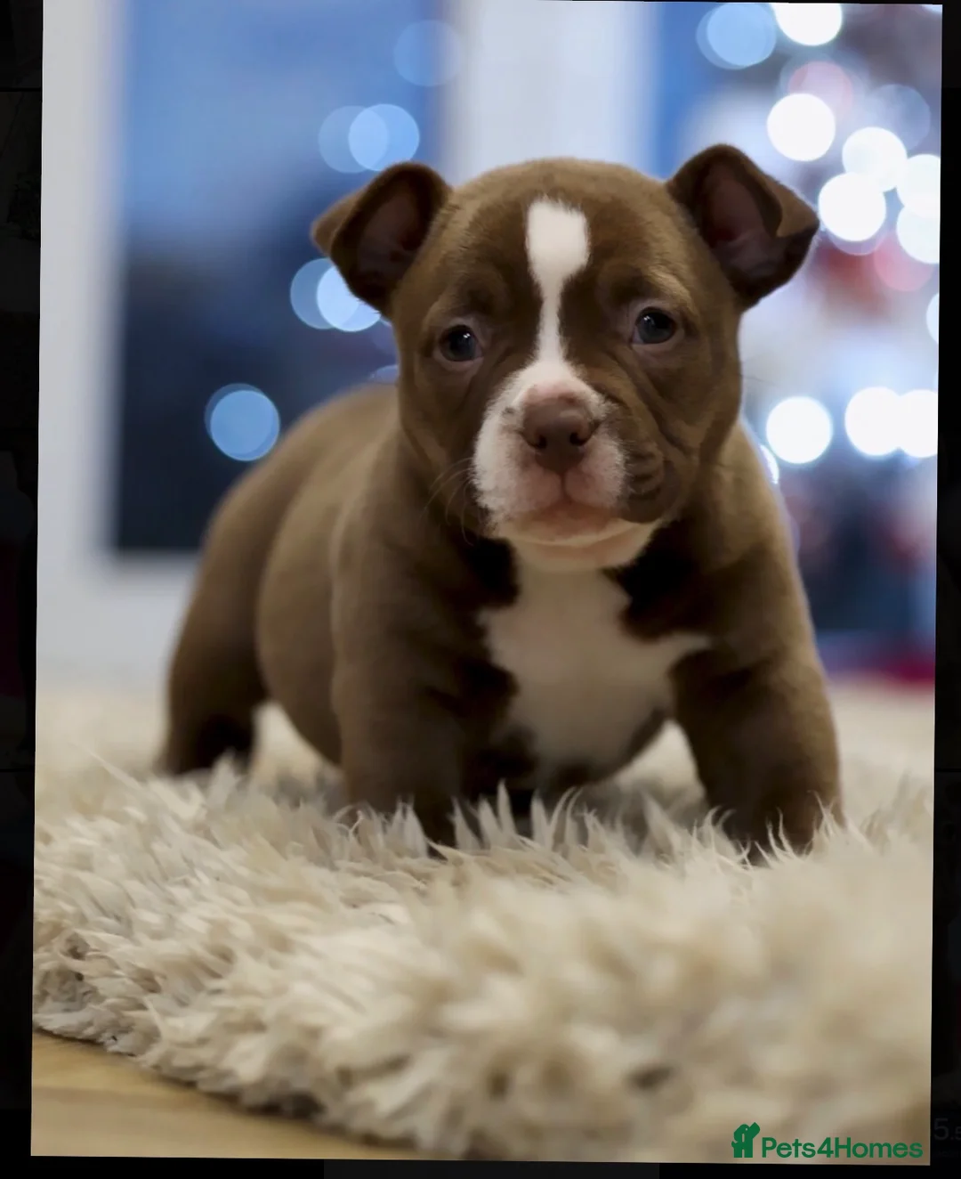 American Bully dogs for sale: American Pocket Bully - Advert 1