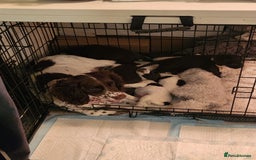 Cocker Spaniel dogs for sale: 7 pups 4 girls 3 boys  - Image 25