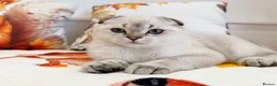 Scottish Fold cats for sale: 🐱✨ Beautiful Golden Scottish Fold Kitten - Advert 4