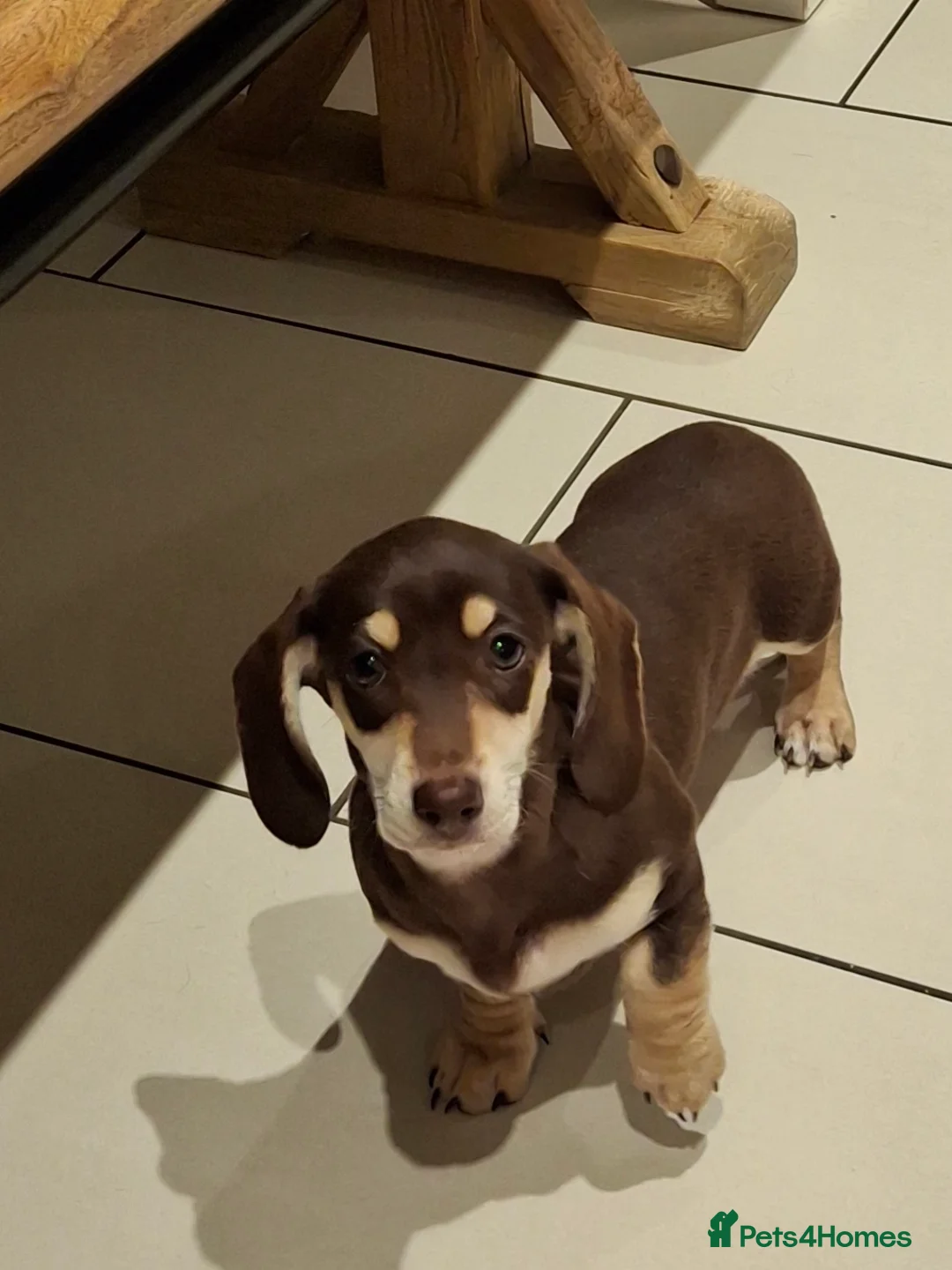 Miniature Dachshund dogs for sale: 🐾❤️READY TO LEAVE KC REG  - Advert 1