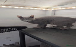 Russian Blue cats for sale: Full pedigree Russian blue kitten READ DESCRIPTION in Bradford - Image 5