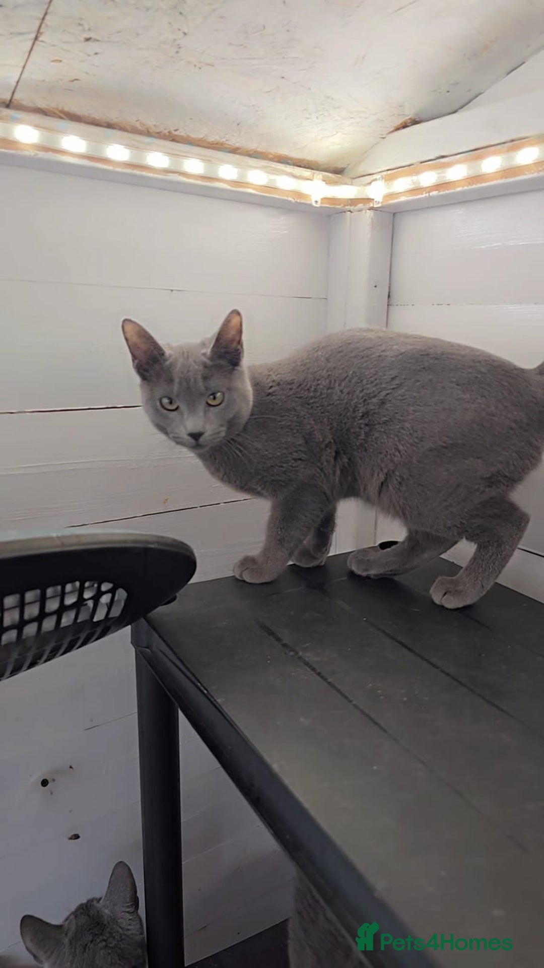 Russian Blue cats for sale: Full pedigree Russian blue kitten READ DESCRIPTION in Bradford - Image 5