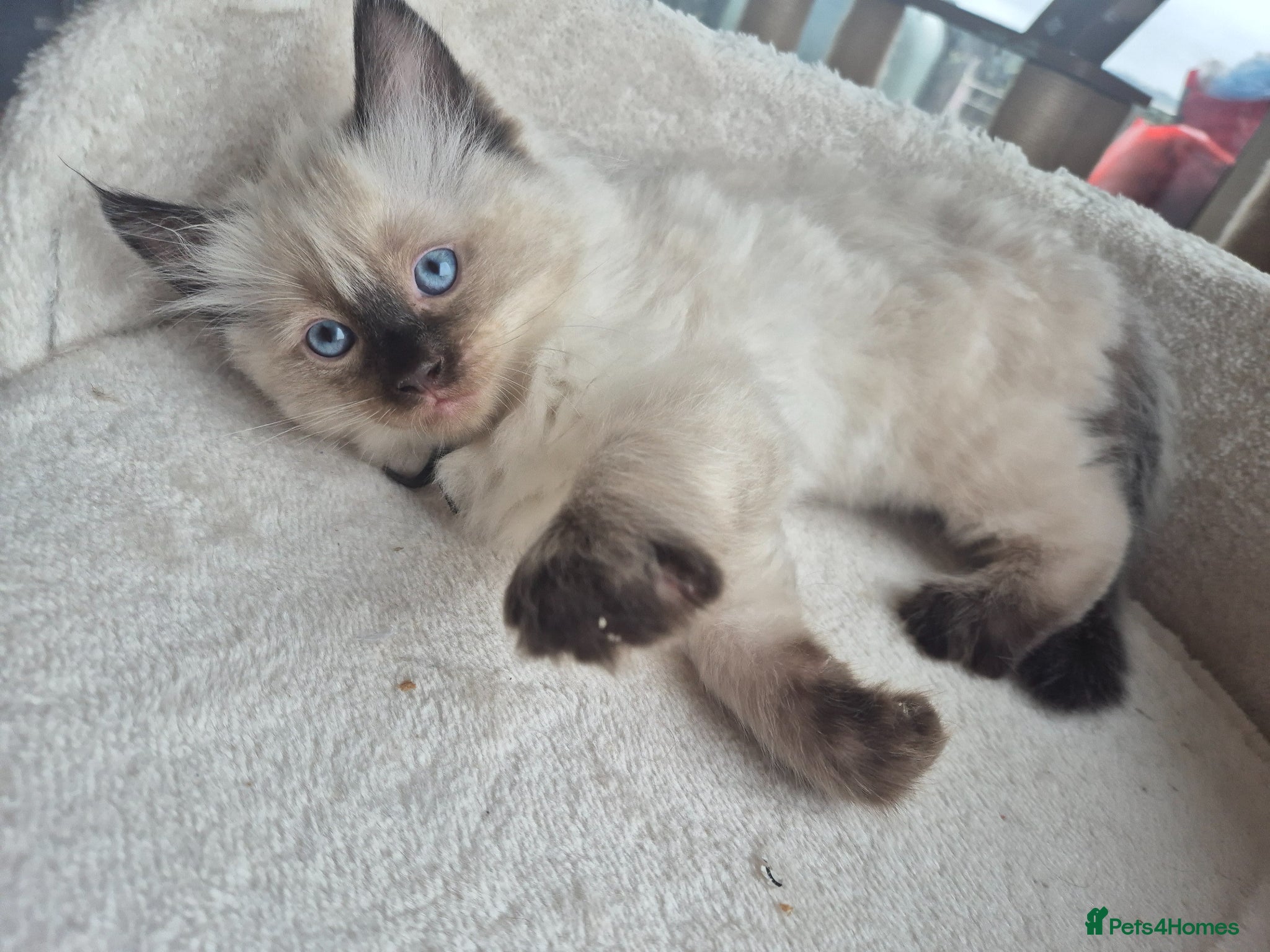 Ragdoll cats Beautiful ragdolls gccf and tica registered - Advert 1
