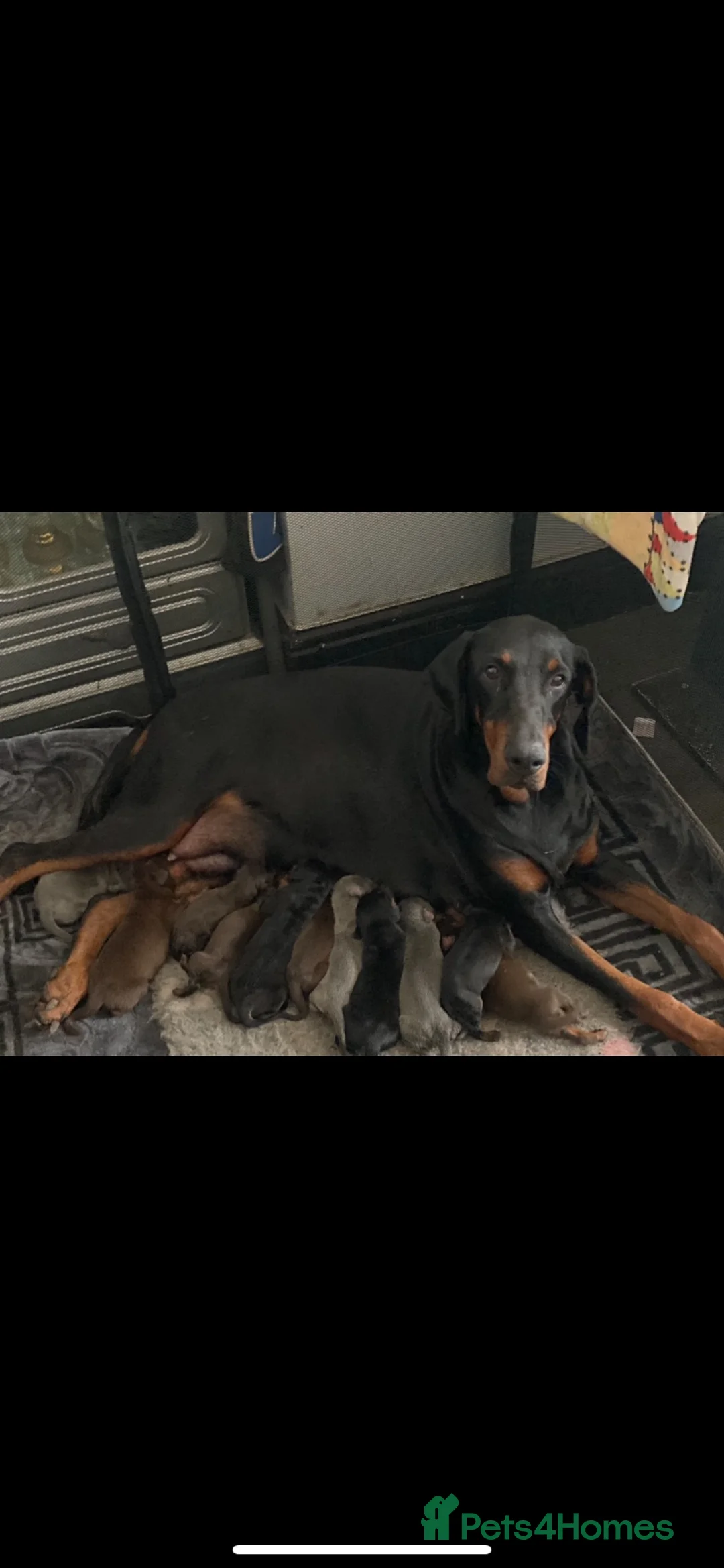 Dobermann dogs for sale: Stunning Dobermann Puppies  - Advert 16