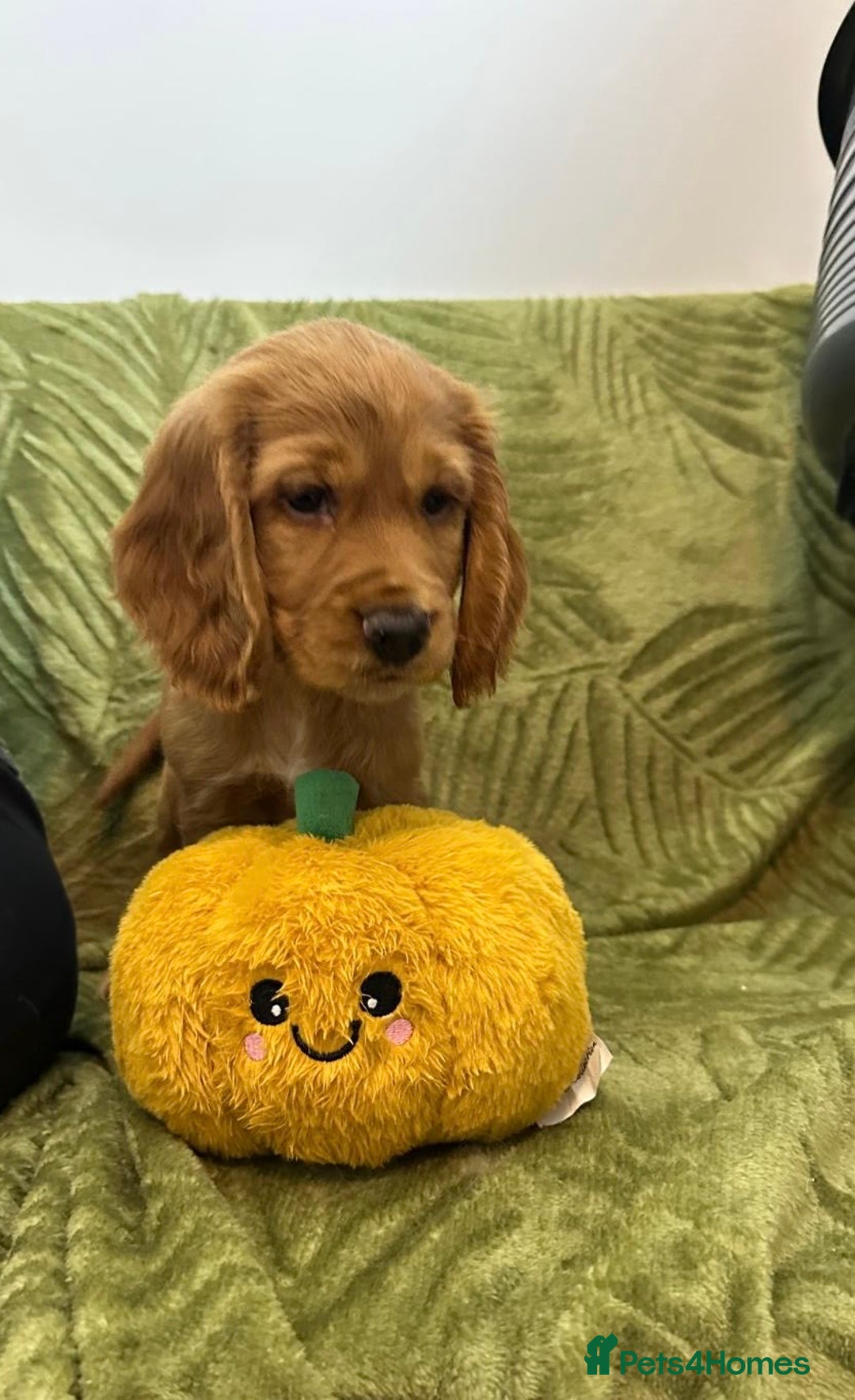 Cocker Spaniel dogs for sale: Cocker Spaniel puppies - Image 5