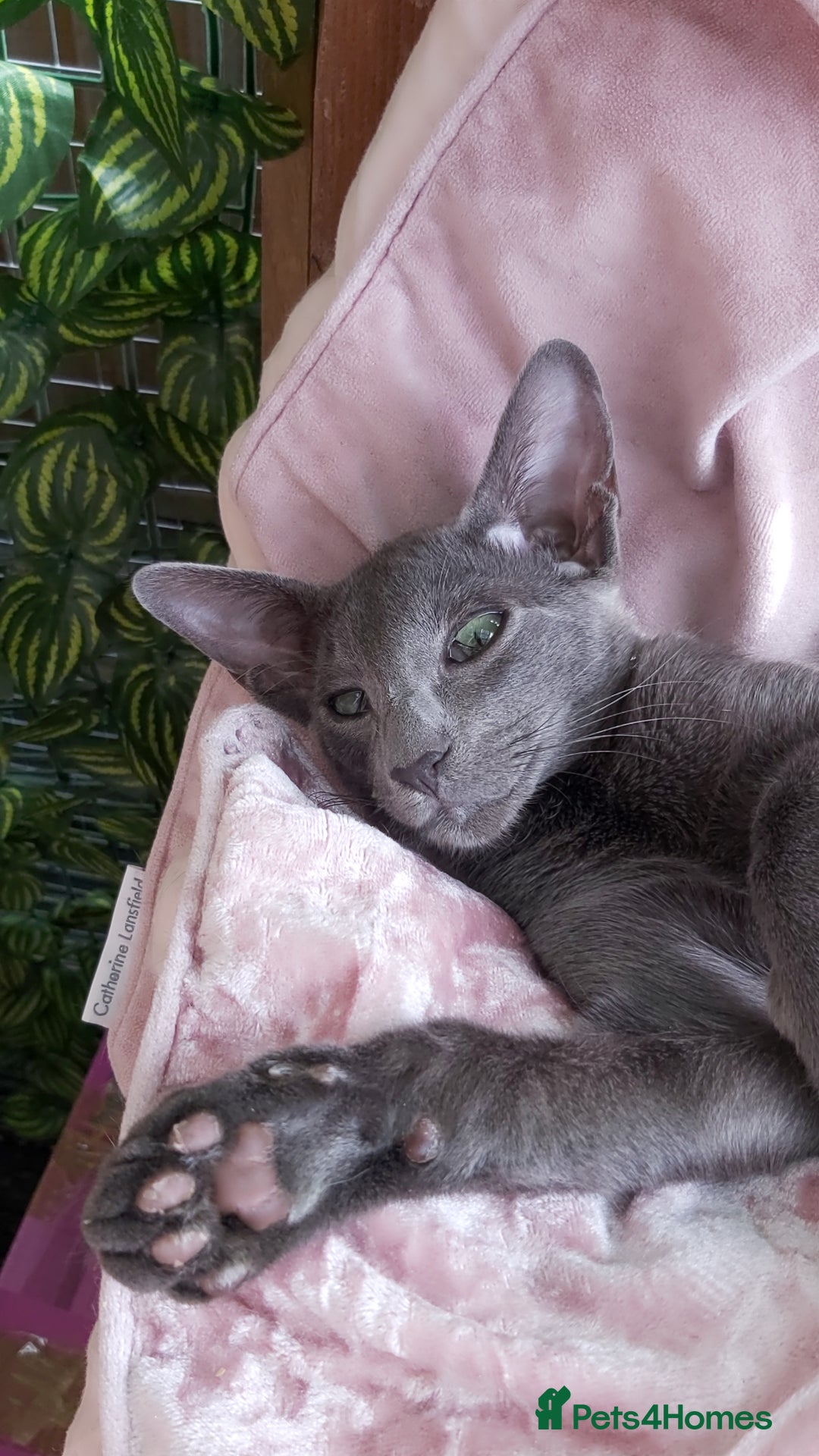 Oriental cats for sale: Full Pedigree Oriental 1 Kitten XL size ears GCCF - Image 27