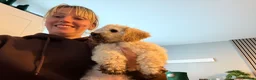 Cavapoochon dogs for sale: Lovely puppies looking for good home  - Advert 9