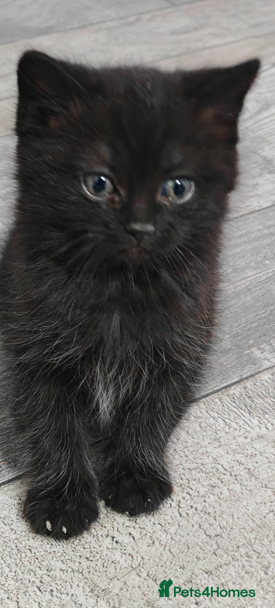 Mixed Breed cats 🐾 Adorable PersianX Kittens.Read description🐾  - Advert 7