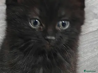Mixed Breed cats 🐾 Adorable PersianX Kittens.Read description🐾 - Advert 2