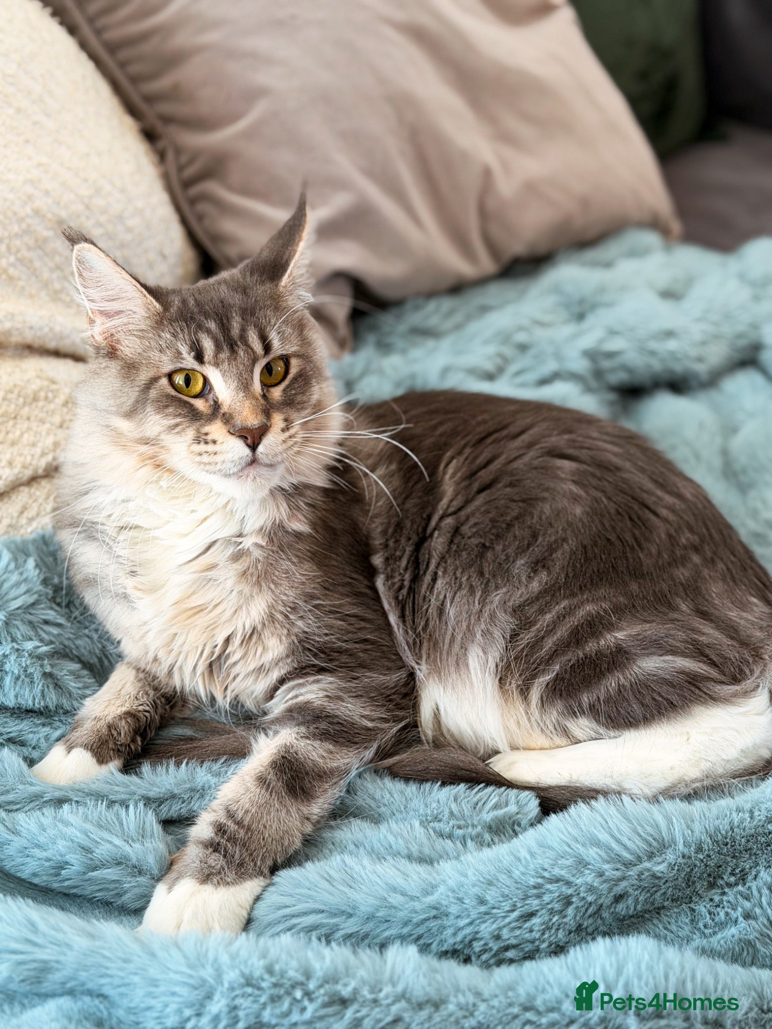 Maine Coon cats Maine coon female (PET HOME ONLY) - Advert 1