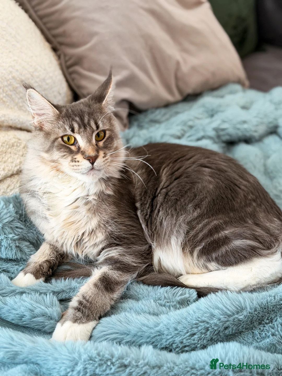 Maine Coon cats for sale: Maine coon female (PET HOME ONLY) - Advert 2