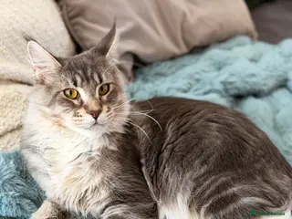 Maine Coon cats Maine coon female (PET HOME ONLY) - Advert 1