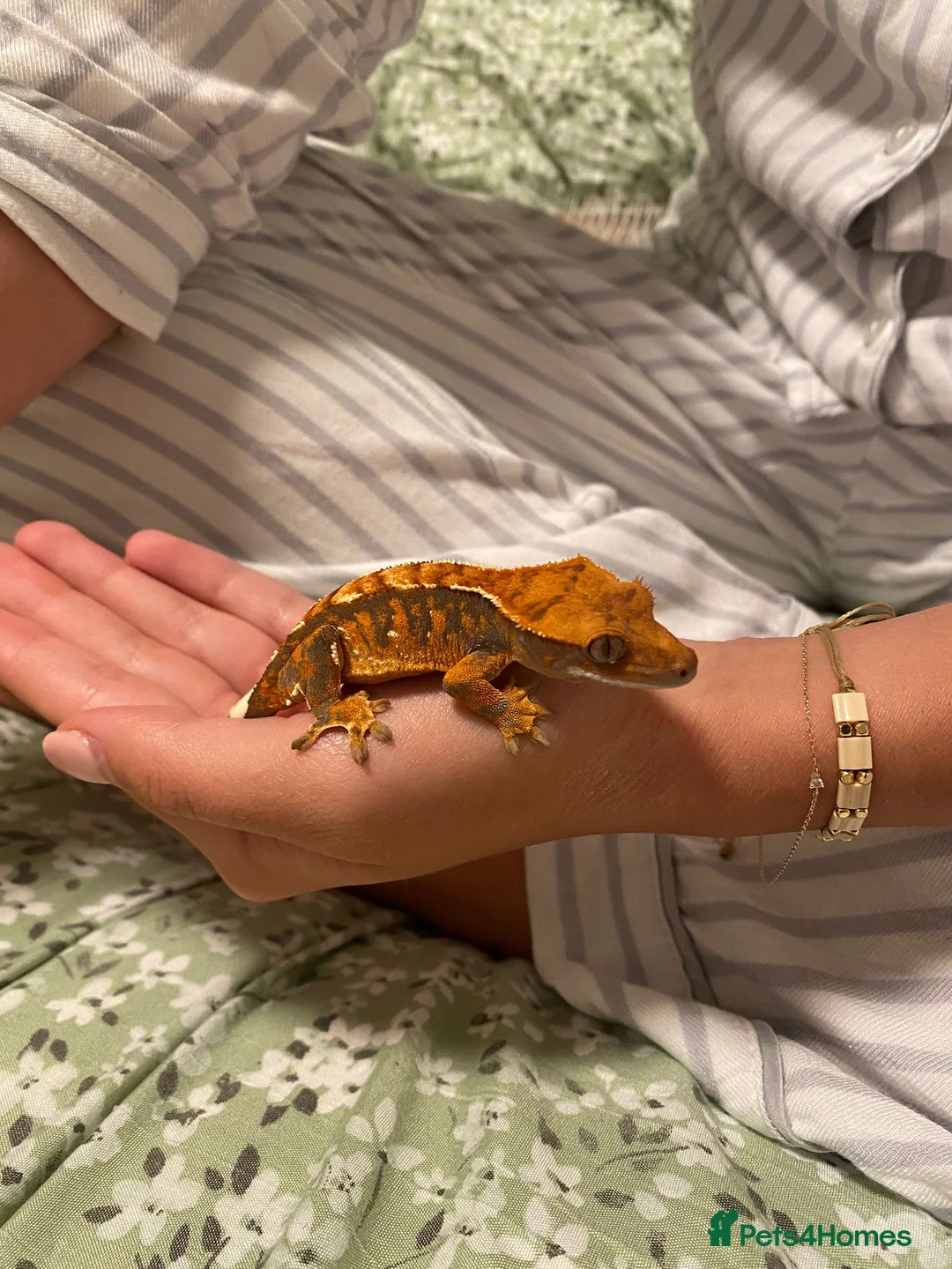 Gecko reptiles for sale: Male Crested Gecko (equipment included) in Bromley - Advert 2