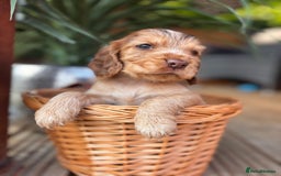 Cocker Spaniel dogs for sale: Beautiful Show Type KC registered Cocker Spaniels  - Image 31