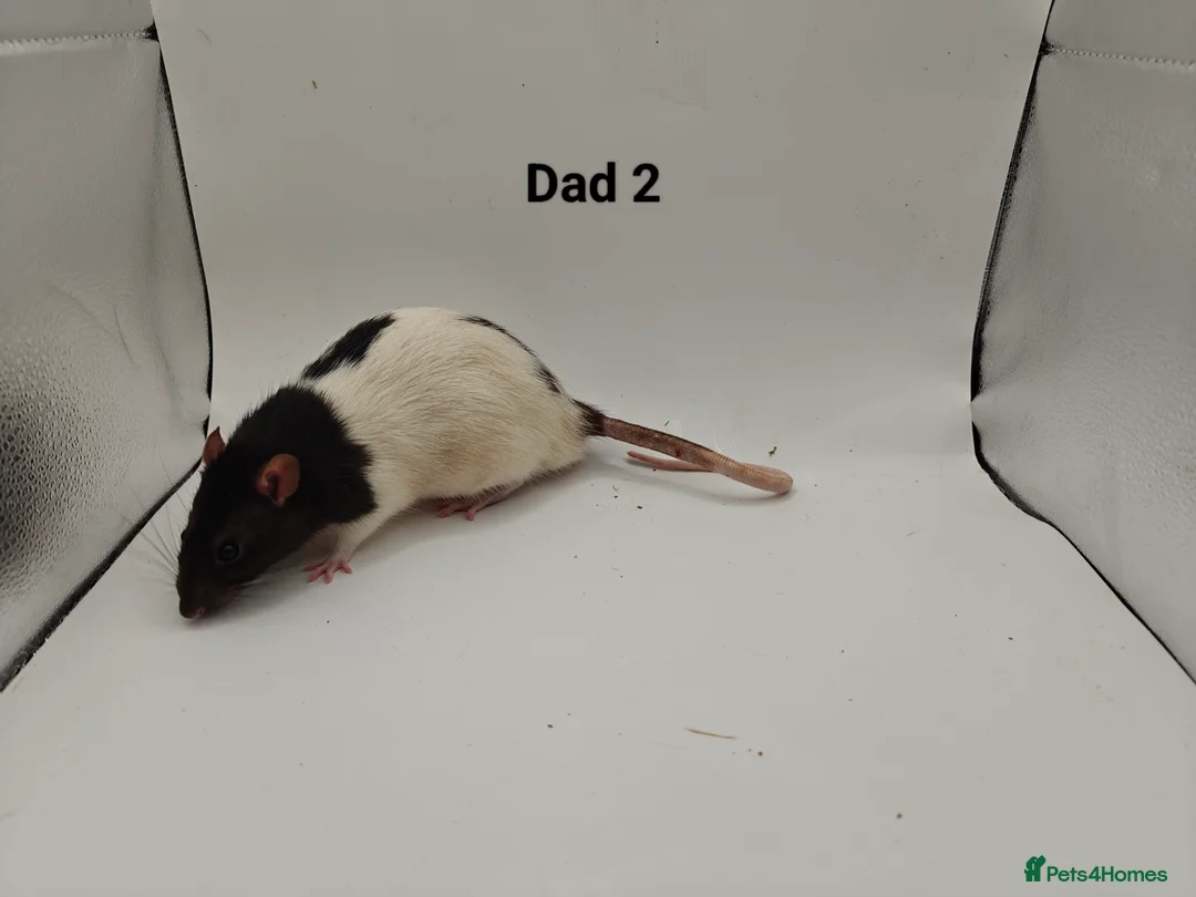 Rat rodents for sale: JAN: 27 Rats (6 Rats: 6 Boys Left) - Advert 32