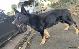 German Shepherd dogs for sale: German Shepherd puppies for sale (Full Pedigree) - Image 28