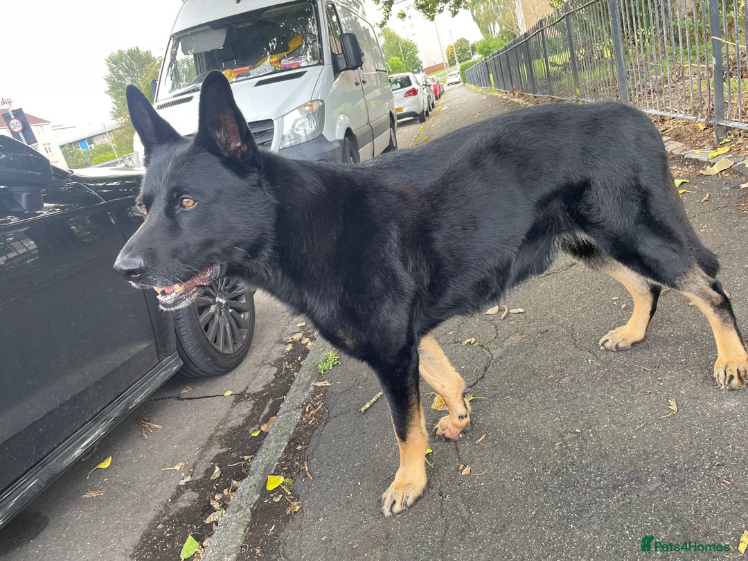 German Shepherd dogs for sale: German Shepherd puppies for sale (Full Pedigree) - Image 28