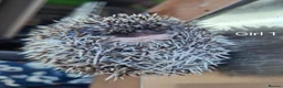 Pygmy Hedgehog rodents for sale: Baby African Pygmy Hedgehogs - Advert 4