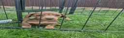 Dachshund dogs for sale: Soo cute  - Advert 19