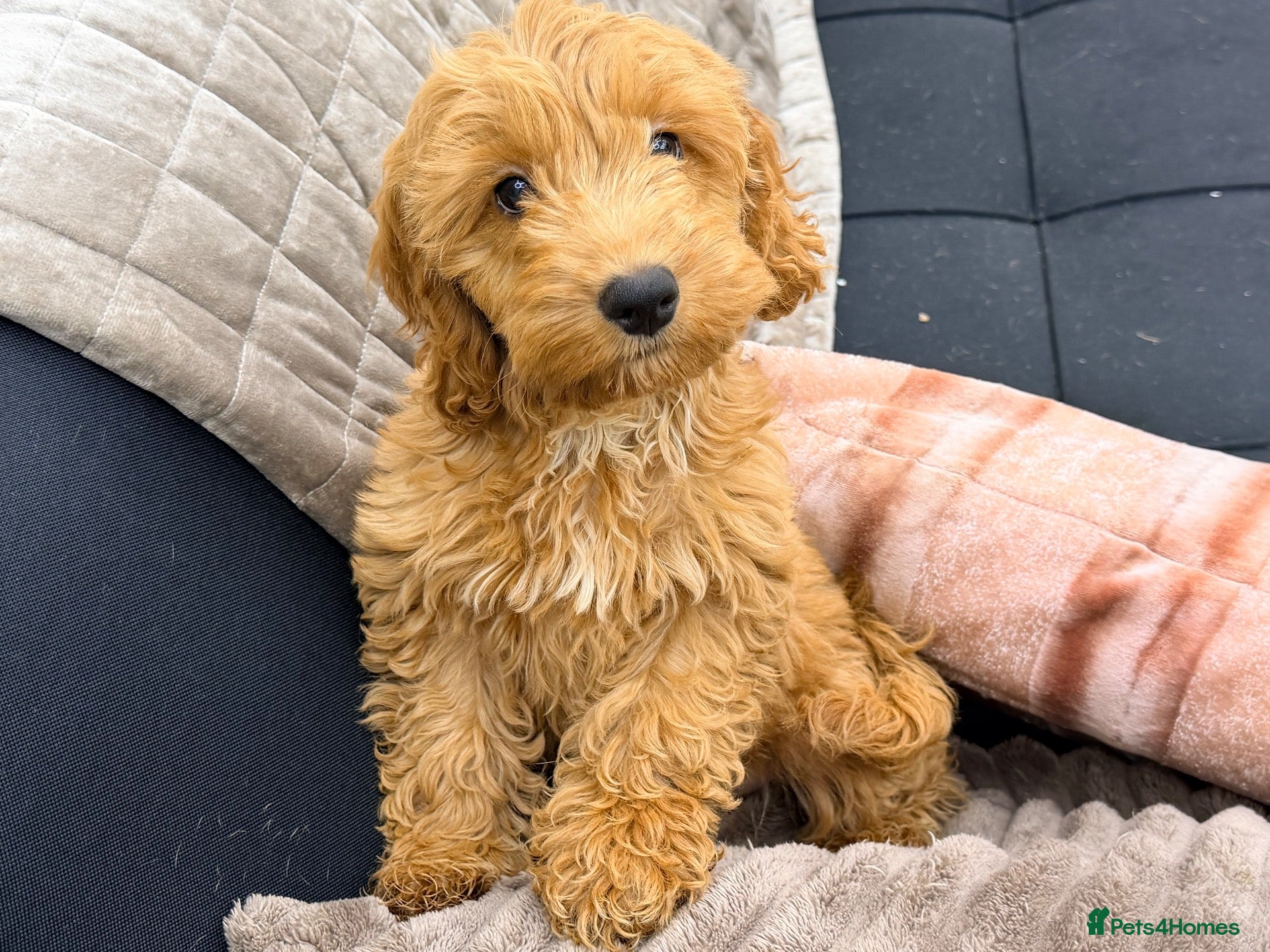 Cockapoo dogs F1 little Daisy PRA and DNA Tested parents  - Advert 2