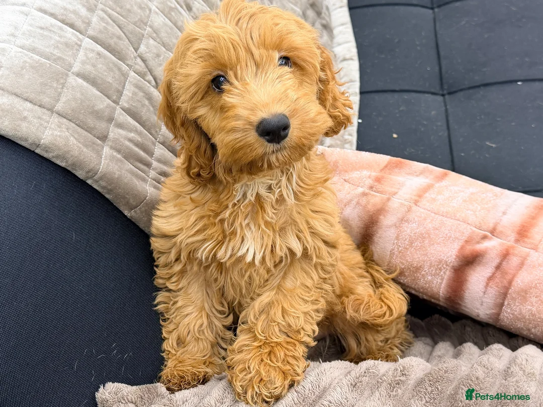Cockapoo dogs for sale: F1 little Daisy PRA and DNA Tested parents  - Advert 2
