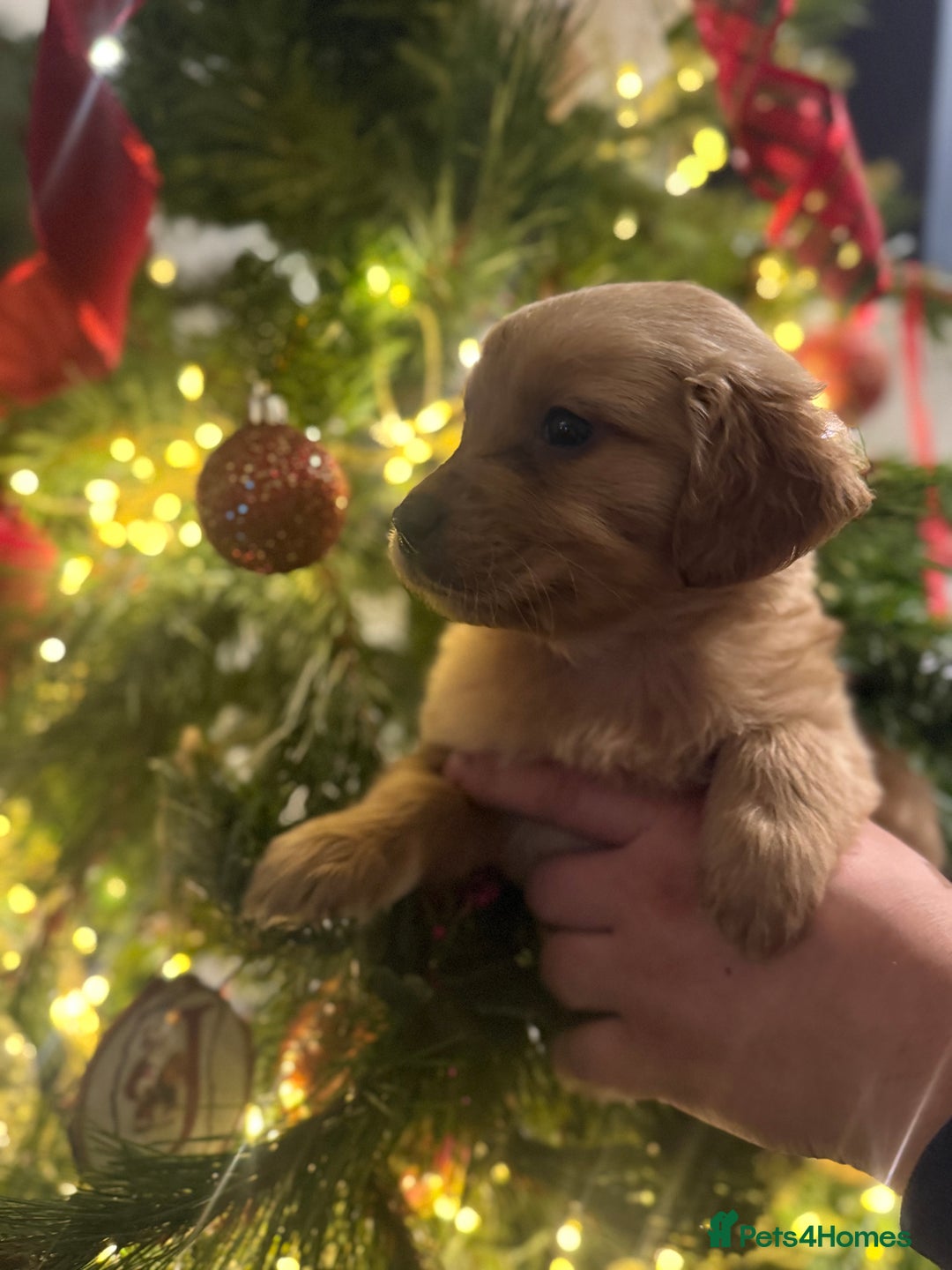 Goldador dogs for sale: Gorgeous Goldador puppies ready to go 22nd  - Advert 5