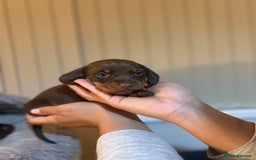 Miniature Dachshund dogs for sale: Miniature Dachshund puppies 🐶  - Image 17