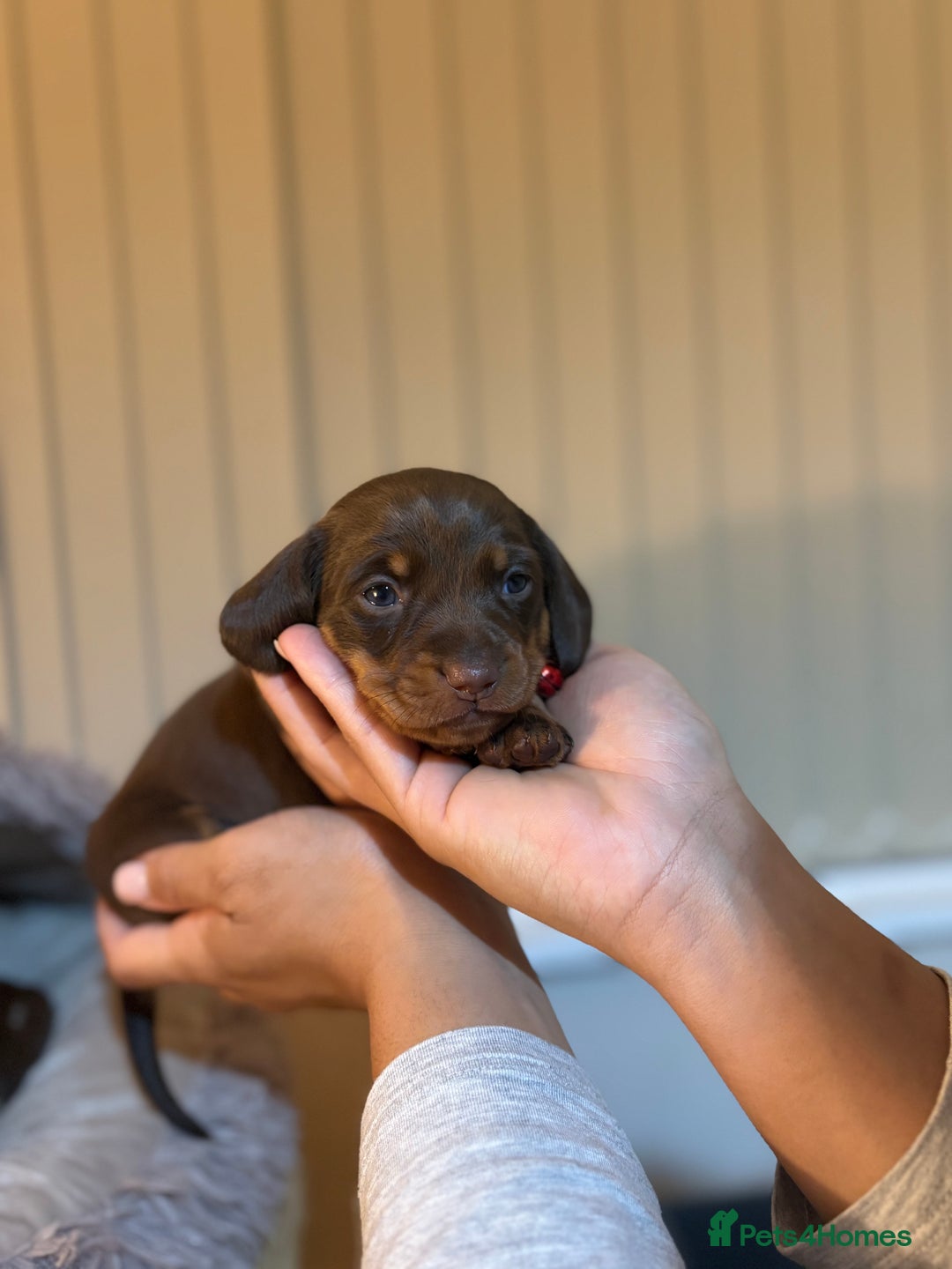 Miniature Dachshund dogs for sale: Miniature Dachshund puppies 🐶  - Image 17