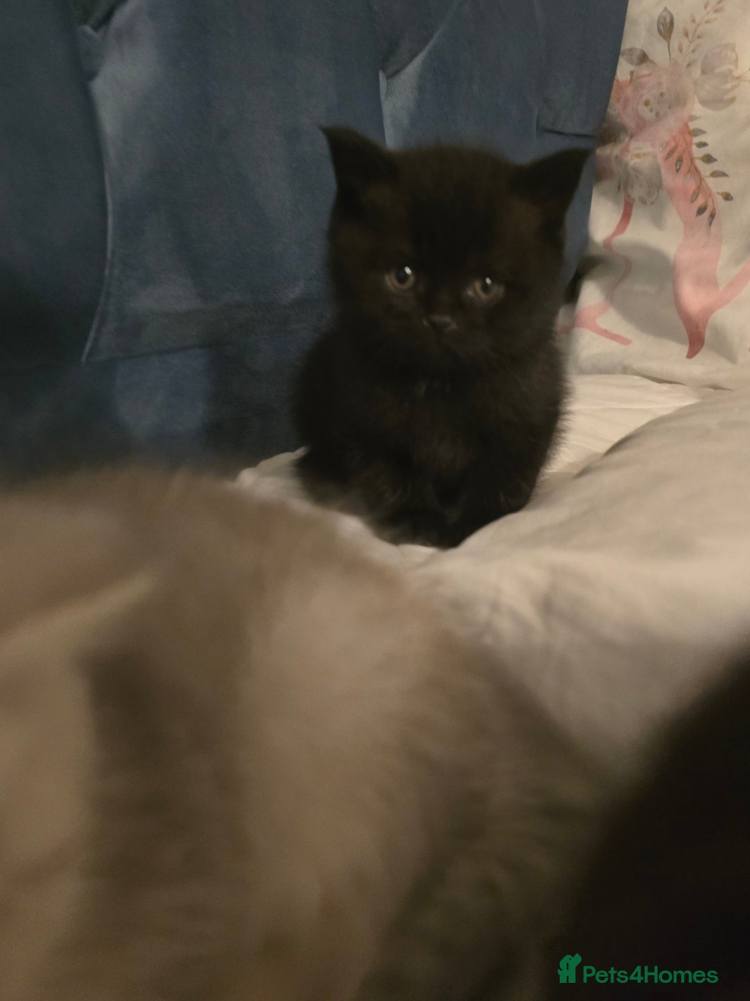 British Shorthair cats for sale: British shorthair kittens - Image 17
