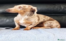 Dachshund dogs for sale: Dashound - Image 6