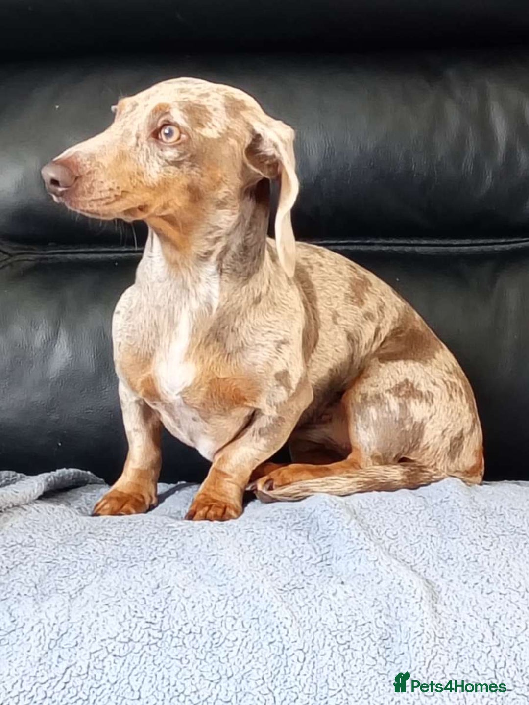 Dachshund dogs for sale: Dashound - Image 6